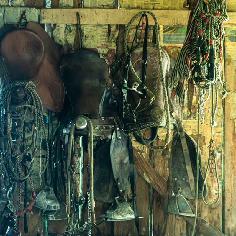 Imagen que muestra una variedad de aparejos y equipo ecuestre colgados en la pared, incluyendo sillas de montar de diferentes estilos, cabezadas con frenos, riendas, campanas para ganado y lazos. Equipo esencial para montar, controlar y trabajar con caballos.
