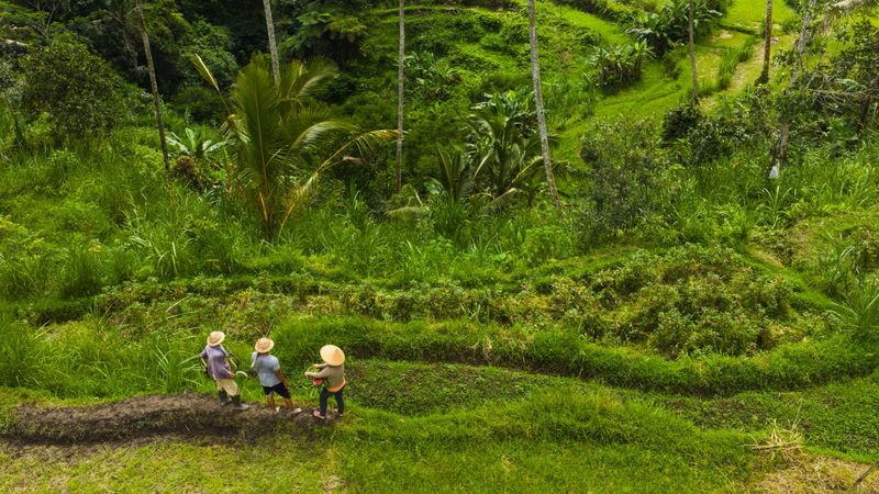 Three farmers are engaged in tasks on vibrant terraces surrounded by abundant tropical vegetation.