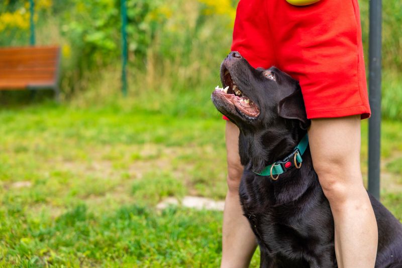 Close-up of chocolate Labrador retriever looking up at woman trainer during obedience session at outdoor dog park. Training interaction and focused attention concept
