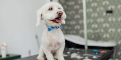 Refresh with De-Shedding Treatments
