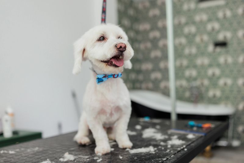 A freshly groomed white Maltese dog sits on the grooming table, looking cheerful after being bathed and trimmed.