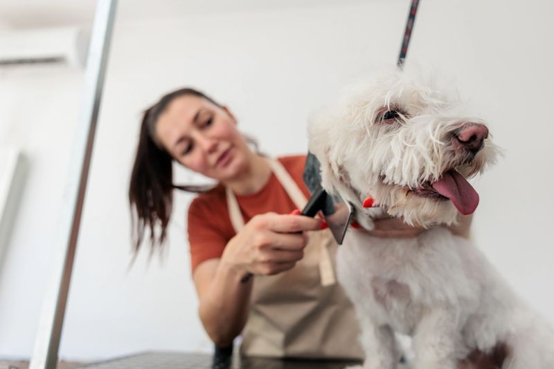Professional pet groomer simultaneously blow-drying and combing a dog’s fur on a grooming table in a salon.