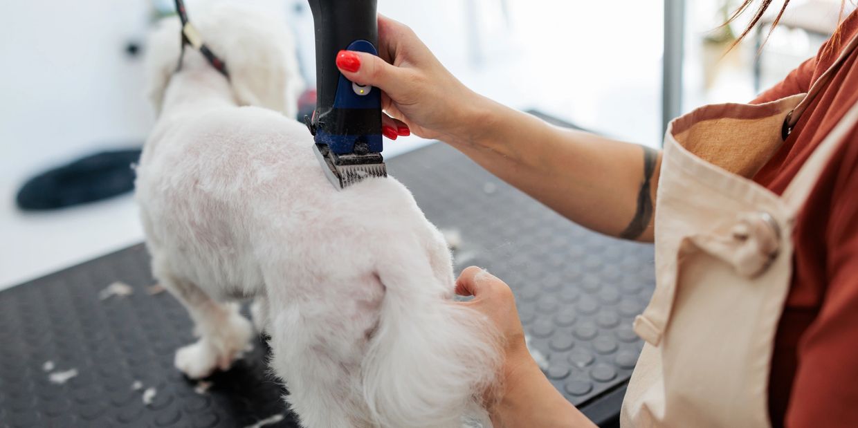 A groomer trims a small white dog's fur with electric clippers.