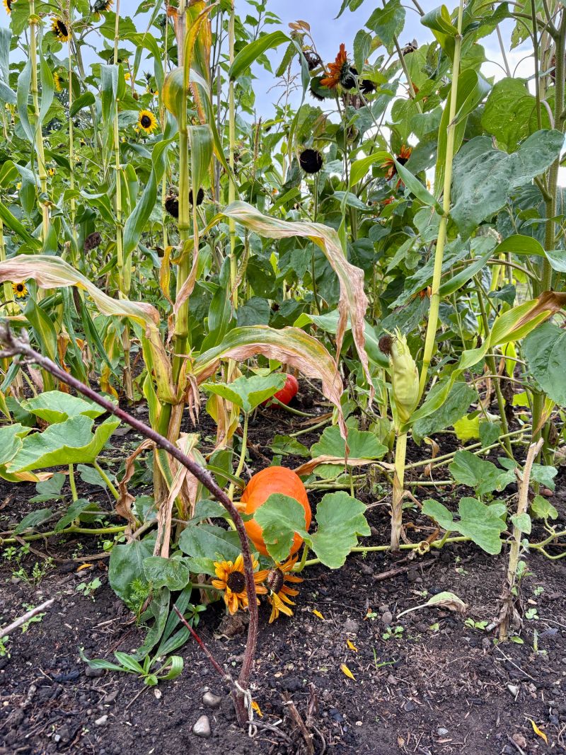 A vibrant orange pumpkin lies nestled among green corn stalks in a lush garden. The natural setting highlights autumn harvest themes, showcasing organic farming and seasonal produce in the wild.