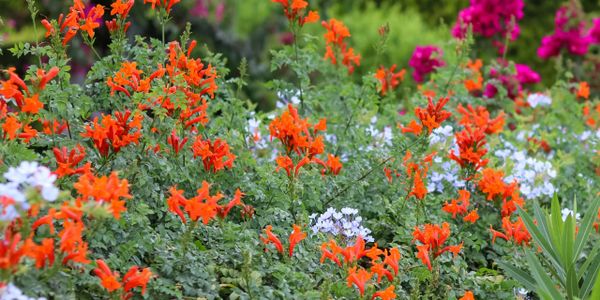 Vibrant orange flowers blooming amidst greenery with purple and white blooms in the background.