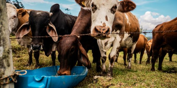 Cows drinking water from a trough behind a fence.