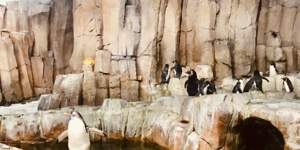 Group of penguins on rocky terrain near water in an enclosure.