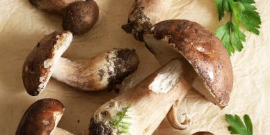 Fresh porcini mushrooms on a wooden surface.
