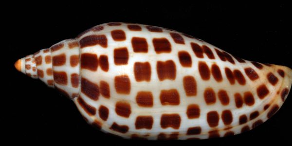 A seashell with a brown checkered pattern on white.