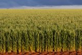 AI for Agronomists in Australia: The Complete Guide (2026)