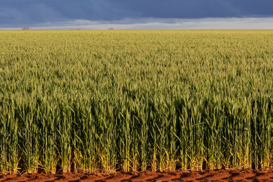 AI for Agronomists in Australia: The Complete Guide (2026)