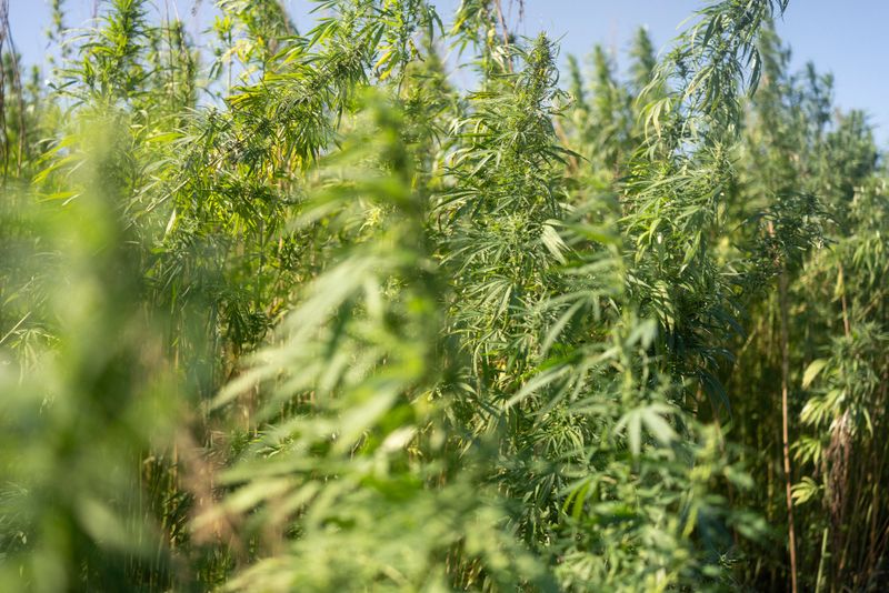 A vibrant hemp field bathed in sunlight, showcasing lush green foliage under a clear blue sky. A serene summer setting with thriving plants.