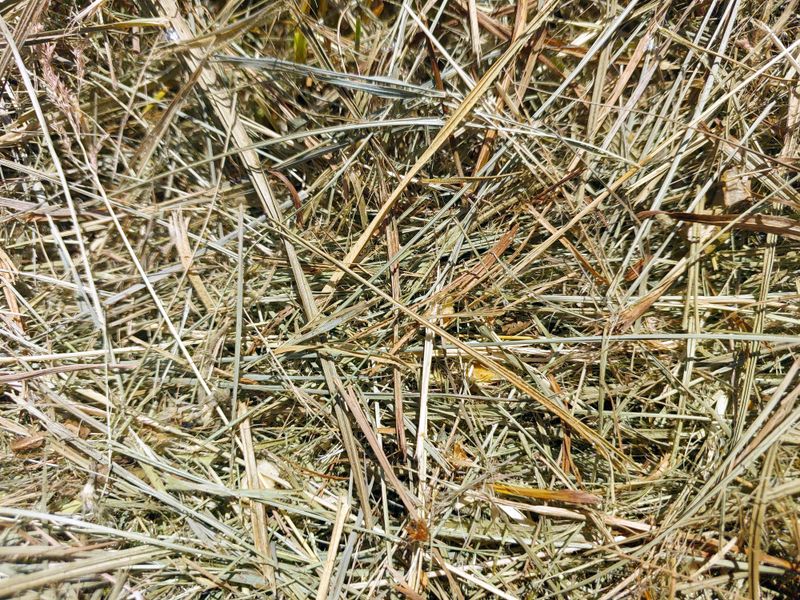 Mowed dry grass covers the ground, signaling the end of the growing season under bright sunlight in an open field. Natures harvest is evident in this outdoor setting.