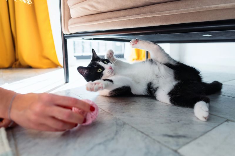 A black and white cat interacts with a person's hand holding a yarn ball. The scene is set in a bright indoor environment with warm yellow tones, creating a joyful and cozy atmosphere.