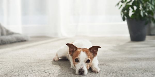 Small dog lying on carpet in a bright room with a plant in the background.