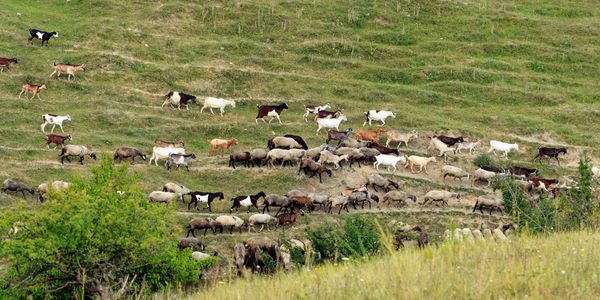 A large herd of goats grazing on a grassy hillside.