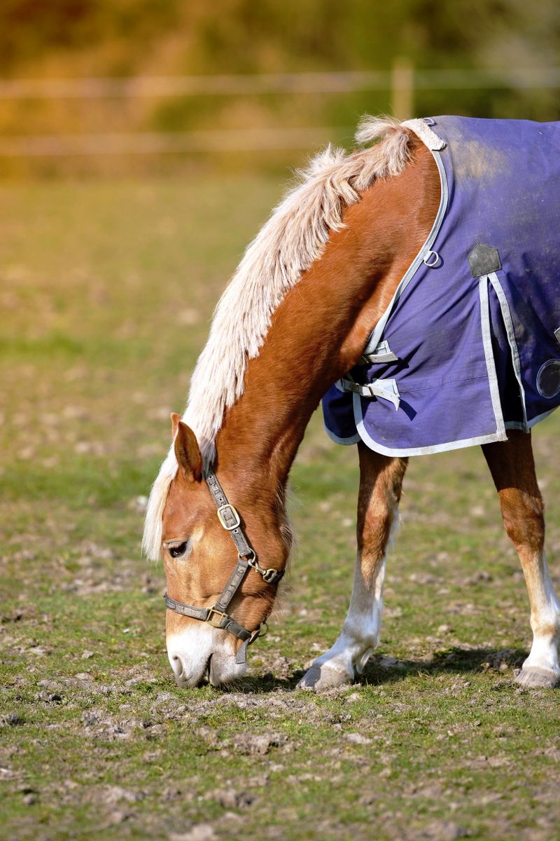 A peaceful and serene moment is captured of a light brown horse with a white mane grazing on green grass in an open field. The horse is wearing a blue blanket that adds a touch of elegance to the scene. The sunlight enhances the natural beauty and tranquility of the rural surroundings, creating a harmonious and calming atmosphere.