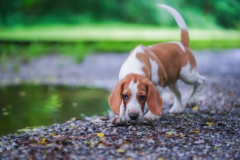 Curious Beagle Puppy Sniffs Gravel By a Small Pond in a Green Park