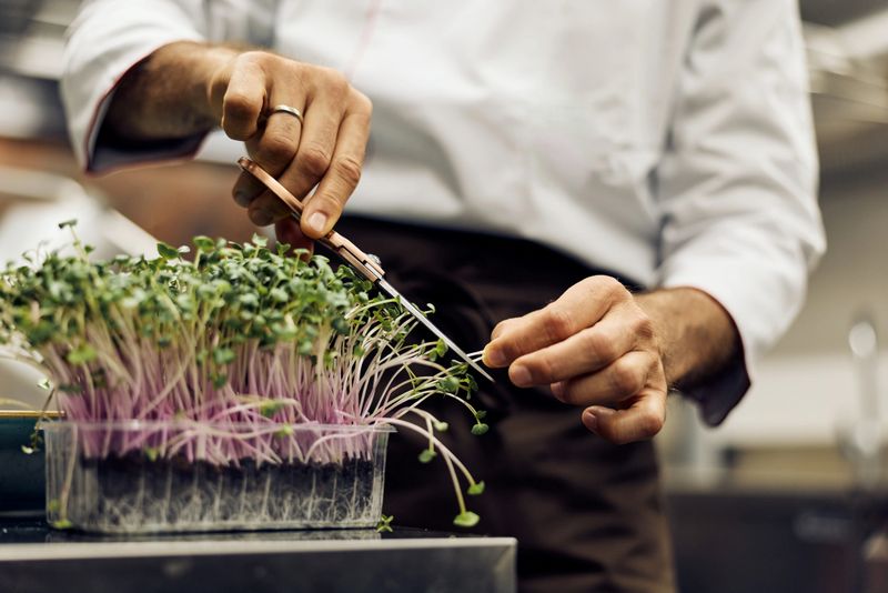 A chef carefully harvesting microgreens with scissors in a professional culinary setting.