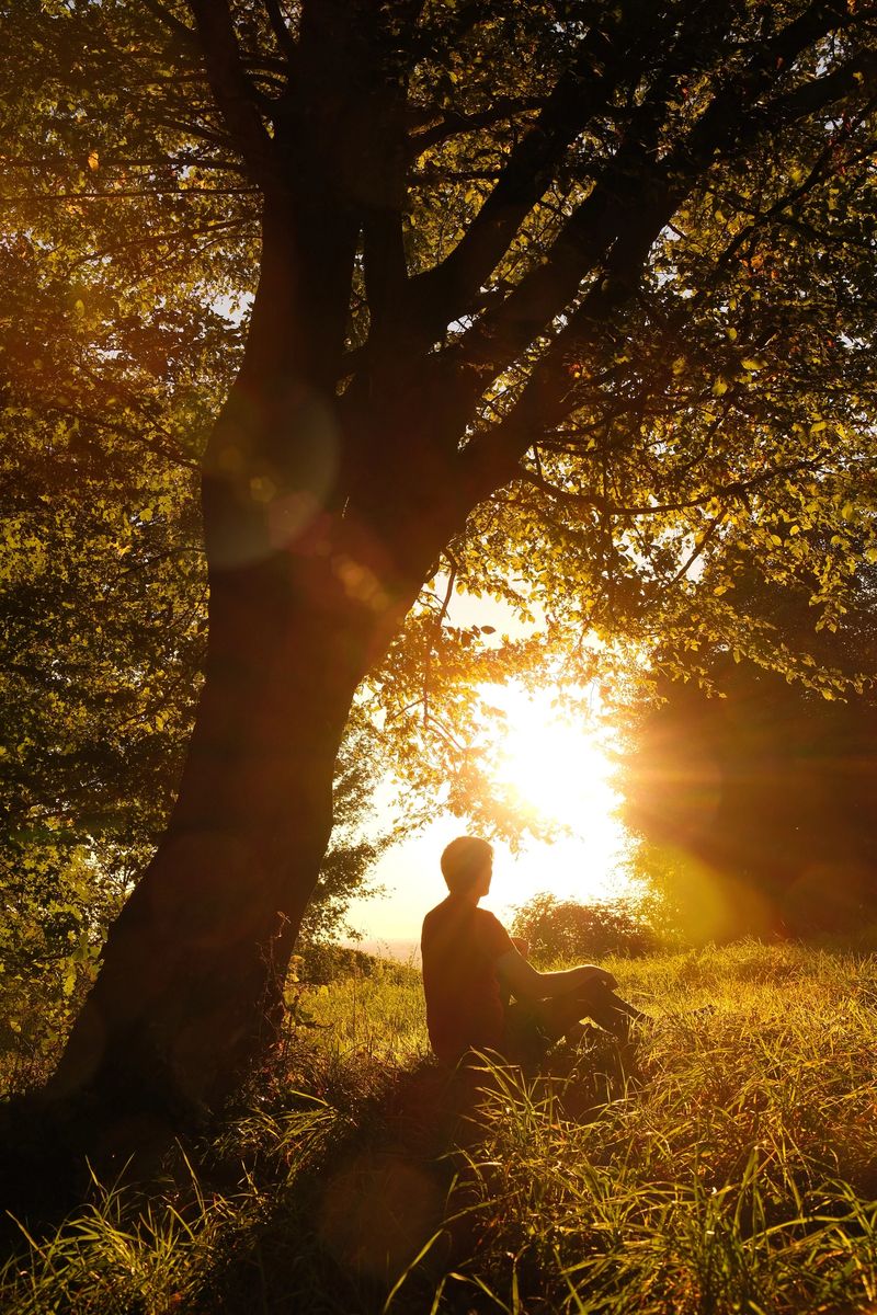 Man sitting on a meadow under a tree and enjoying nature with the low sun shining bright and warm behind him