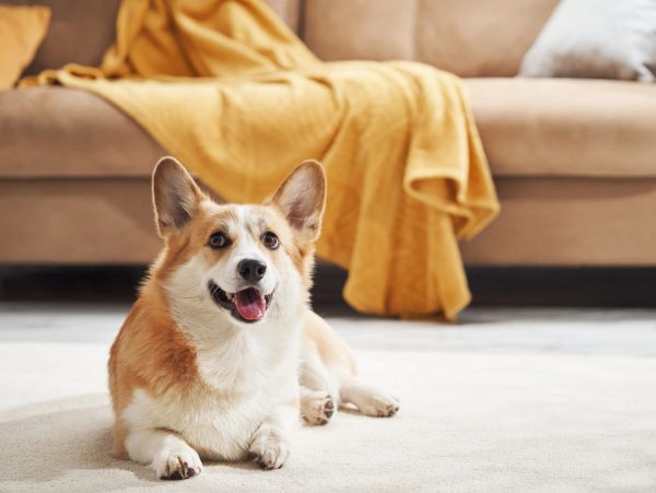 Happy corgi dog lying on carpet in living room.