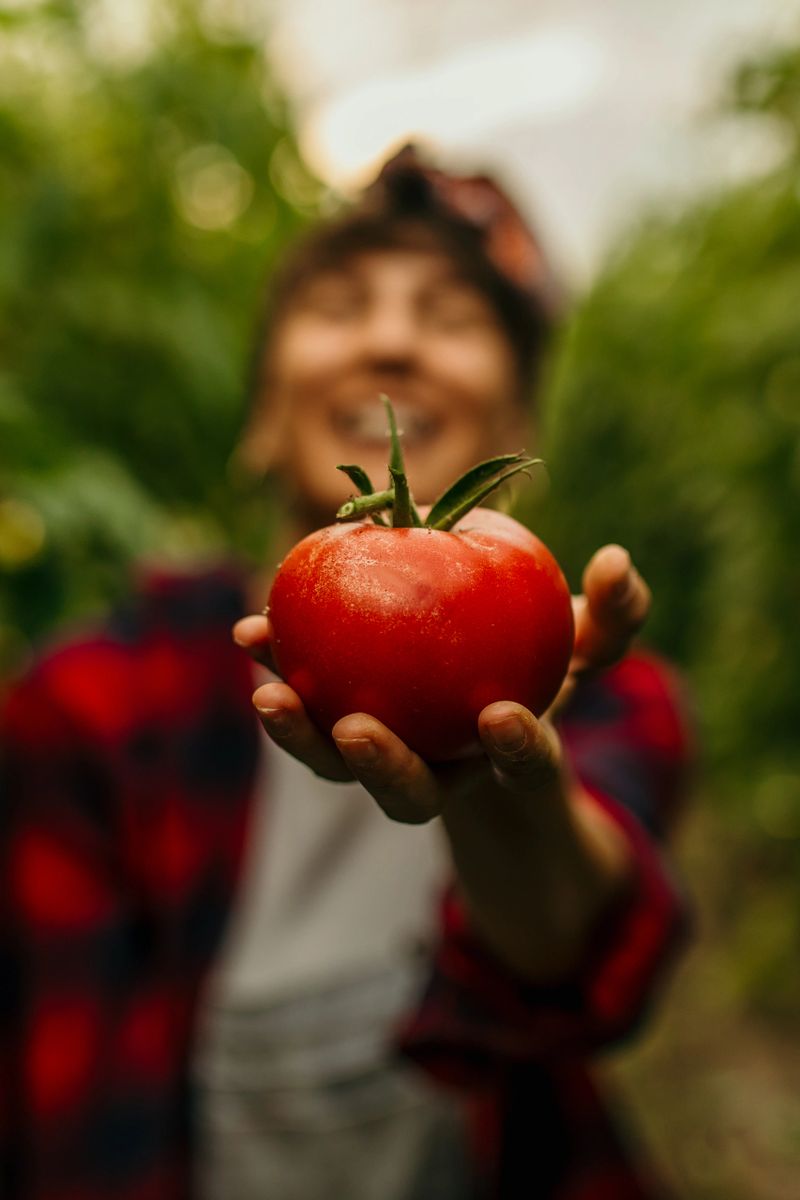 Woman harvesting a ripe red tomato, smiling in an organic garden