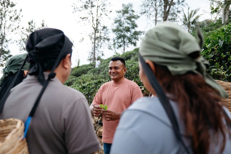 A local guide explaining tea leaf selection to a group of plantation workers in a tea estate. The workers listen attentively during the field briefing, surrounded by lush green tea plants and natural landscape. Captured in Sri Lanka