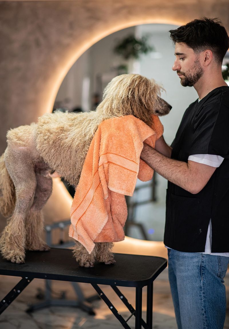 Professional dog groomer gently drying a clean royal poodle with a towel in a bright grooming studio, smiling while finishing the grooming session.