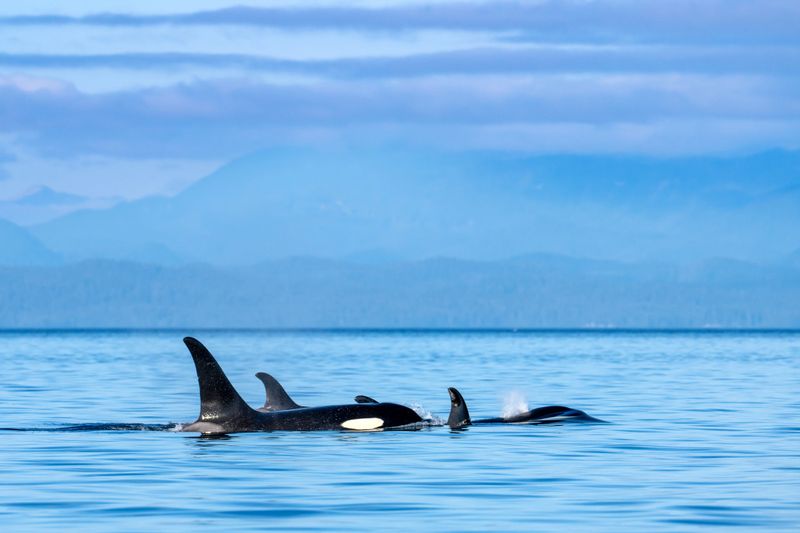 Rare photographs of the A62's martiline and A91 nothern resident orca whales, Hardy Bay, Port Hardy, British Columbia, Canada