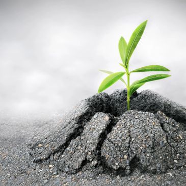 A green plant growing through cracked asphalt.