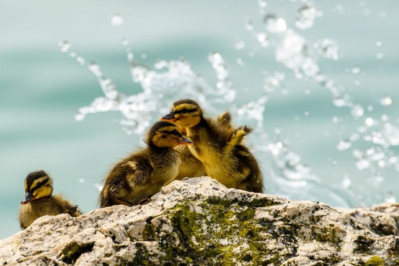Ducklings on a rock with splashing water in the background