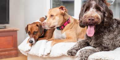 Three dogs relaxing on a couch indoors.