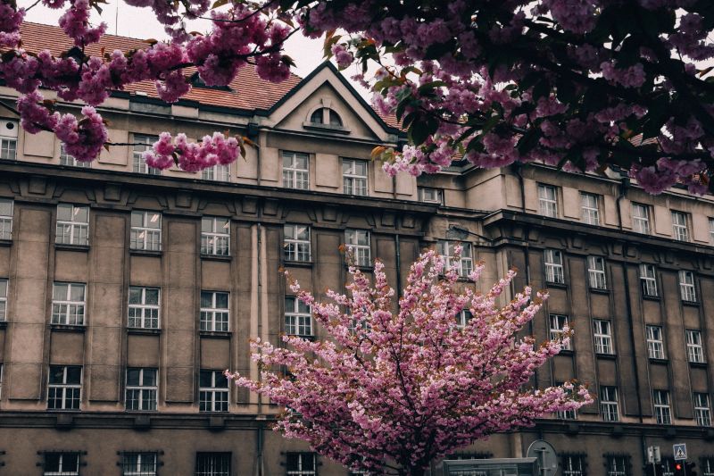 A stunning view of pink cherry blossoms in full bloom in an urban setting, showcasing a blend of nature and architectural beauty.