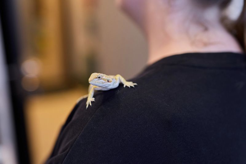 A lizard sits on a persons shoulder, highlighting the special bond between humans and their beloved pets