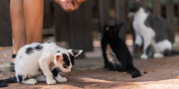 Three cats and a person's legs outdoors.