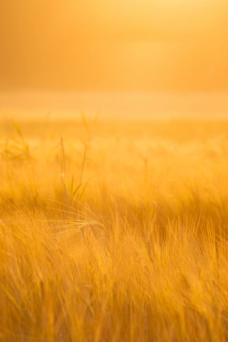 Sunlit wheat field glowing in golden morning light. A vibrant and natural scene perfect for agricultural themes, food industry visuals, seasonal greetings, and editorial use.
