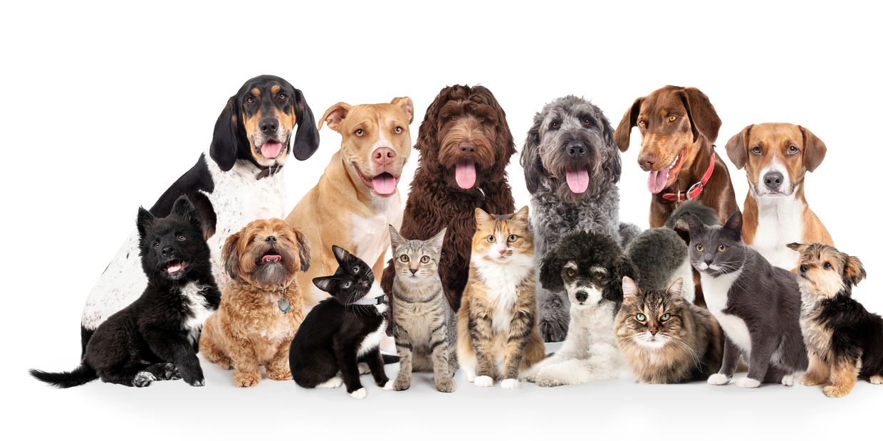 A diverse group of dogs and cats sitting together on a white background.
