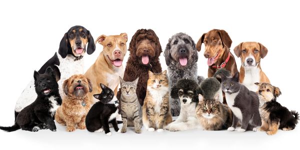 A group of various dog and cat breeds posing together on a white background.