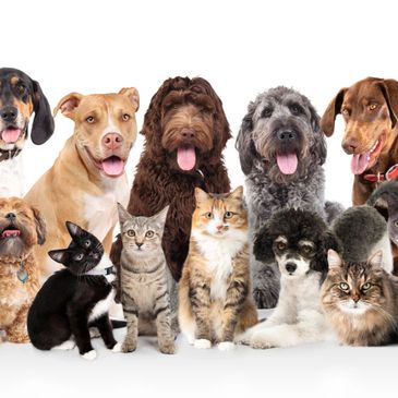 A group of happy dogs and cats posing together against a white background.