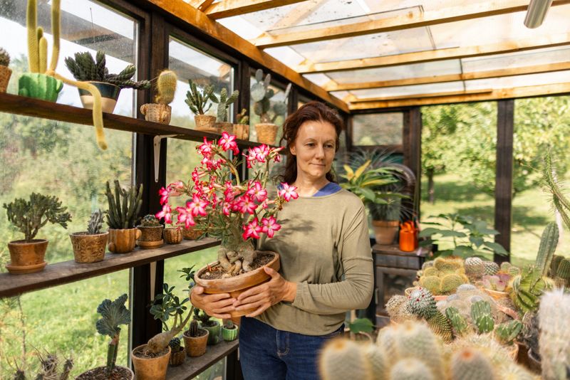 Mature woman taking care of her potted plants, adenium and cactuses in greenhouse in backyard with love. Sunlight comes through the window. She wears casual clothes and she looks happy with her hobby.