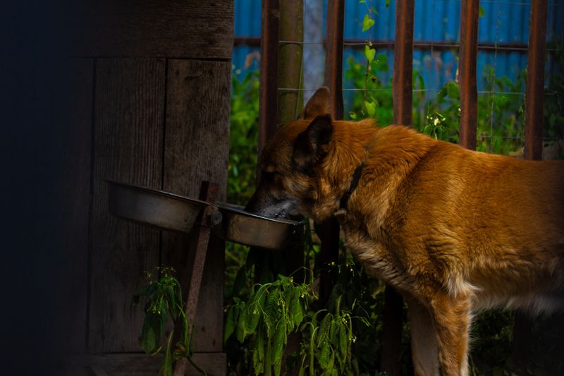 A ginger dog sits alone in an animal shelter pen and drinks water from a metal bowl, symbolizing the feeling of abandonment and the urgent need for a loving family. Abandoned dog in a shelter..
