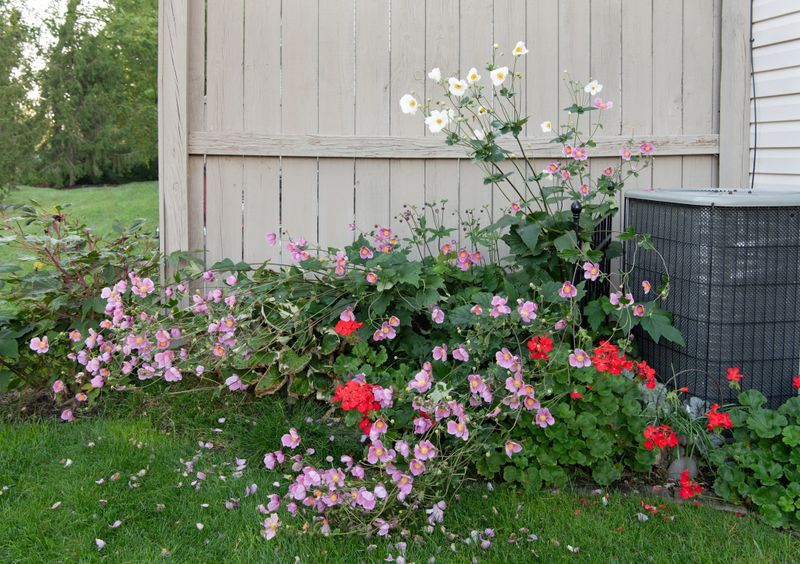 Plethora of pink and white Japanese Anemones growing in backyard fall garden in Midwest.