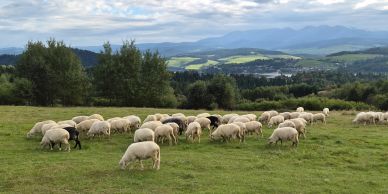 Sheep grazing on a green hillside with mountains in the background.