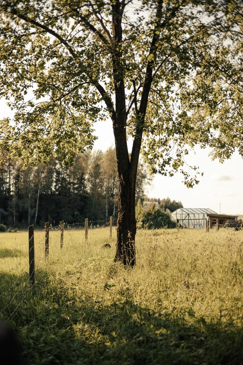 farmyard with a beautiful tree on which the summer sunset shines. A fence and a greenhouse in the green meadow for animal grazing.