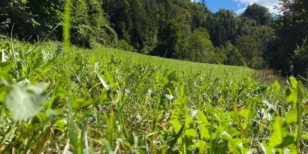 Close-up of green grass with a forest and blue sky in the background.