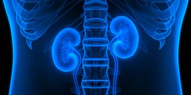 X-ray image showing the kidneys and spine in blue.