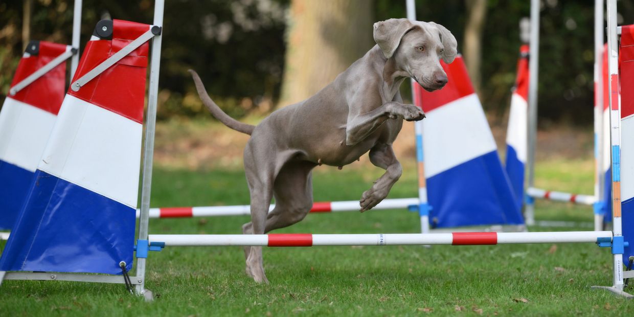 A dog jumping over an obstacle during an agility competition.