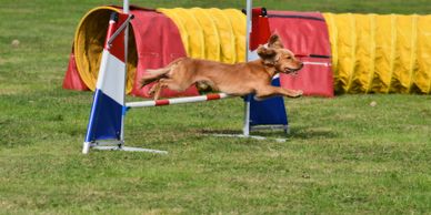 Dog mid-jump over an agility hurdle on grass.