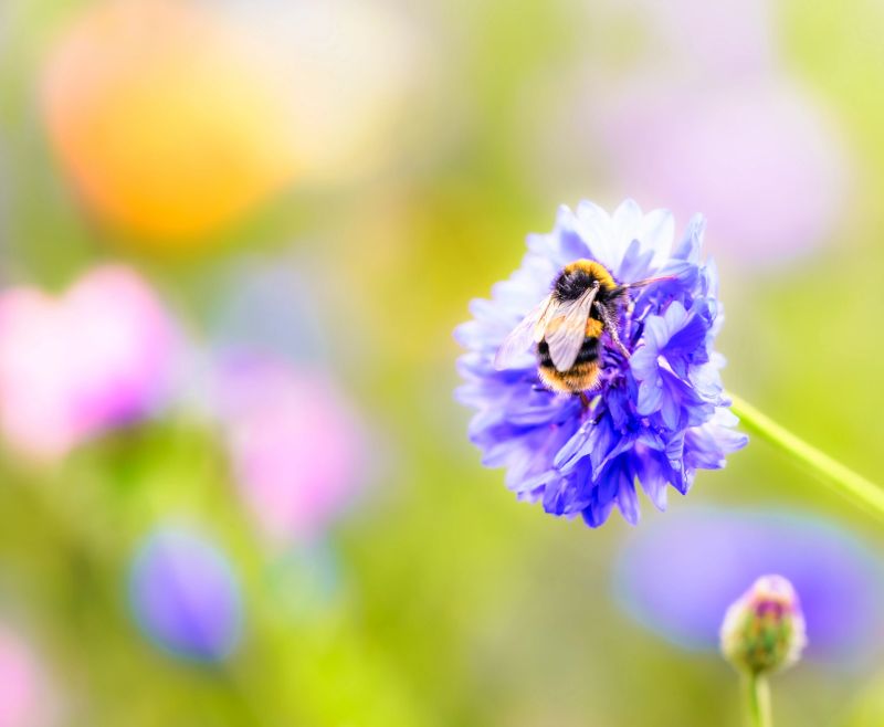 Macro image of a bumblebee getting nectar and pollen from a cornflower in a wildflower meadow.