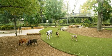 Dogs playing in a dog park with trees and a bridge.